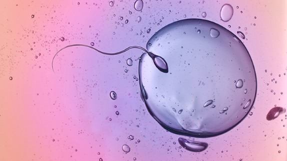 how fertilization happens, sperm and egg